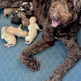 Hamilton - Merle male Goldendoodle puppy in Tybee Island, Georgia from Castaway Doodles