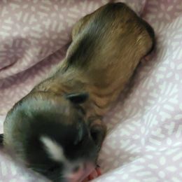 Shihpoo Puppies from Perfect Companion Puppies