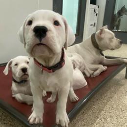 Light Pink - White female Dogo Argentino puppy in Winter Haven, Florida from Wayward’s Dogos and Spellbound Greyhounds