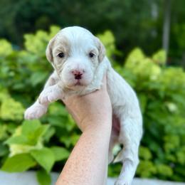 Starburst - Yellow and white female Bernedoodle puppy in Midland, Michigan from Northern Charm Farm