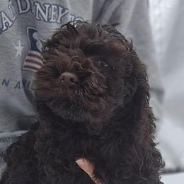 Snickers - Brown male Cockapoo puppy in New Jersey from Teddy Bear Cockapoos
