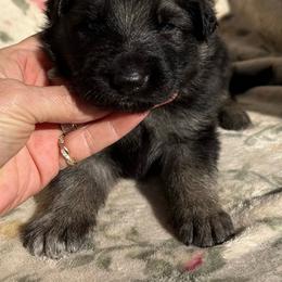 Boy 3 - Black and tan male German Shepherd puppy in Allentown, Pennsylvania from VMH Shepherds