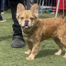 Suge - Fawn French Bulldog puppy in San Diego, California from Forbes List Frenchies