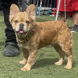 Suge - Fawn French Bulldog puppy in San Diego, California from Forbes List Frenchies