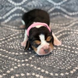 AKC Light Pink Female - Black tan and white female Beagle puppy in Shelley, Idaho from Idaho Beagles