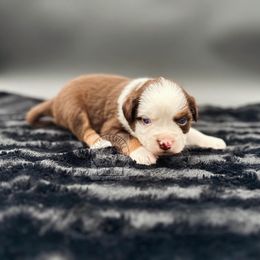Girl 4 - Miniature Australian Shepherd puppy in Buchanan, Georgia from Stanleyville Farm Mini Aussies