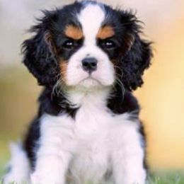 Puppy 3 - Black and white male Cavalier King Charles Spaniel puppy in Kalama, Washington from Beautiful Cavaliers
