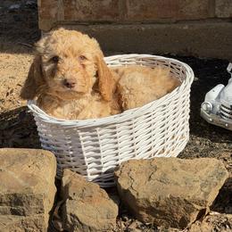 Americana - Apricot female Goldendoodle puppy in Arlington, Texas from Chambers Doodle Patch