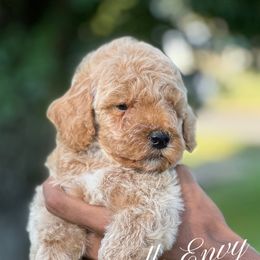 Basil - Apricot male Poodle puppy in Ferriday, Louisiana from Denikka C