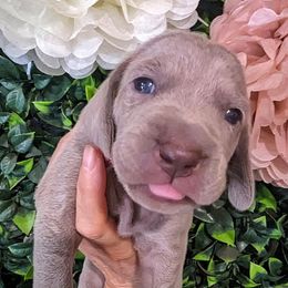 Girl 1 - Silver gray Weimaraner puppy in Jupiter, Florida from Khepri Weimaraners