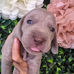 Girl 1 - Silver gray Weimaraner puppy in Jupiter, Florida from Khepri Weimaraners