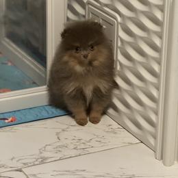 Wonder - Lavender female Pomeranian puppy in Willis, Texas from Treasured Jewels Pomeranians