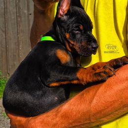 Boy 4 - Black and rust male Doberman Pinscher puppy in China Township, Michigan from Snell's Superior Kennel Dobermann & GSP