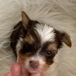 Yorkshire Terriers from Barbara's Yorkshire Terriers