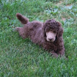 Poodle Puppies from RK'S Pets