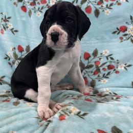 Echo - Mantle female Great Dane puppy in Liberty, New York from Catskills Greatest Danes