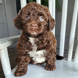 Shirley - Chocolate female Australian Labradoodle puppy in Glenford, Ohio from Mi-De Doodles