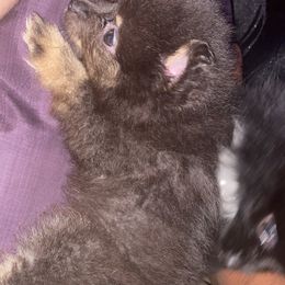 Pomeranian Puppies from Azur Pomeranians