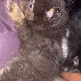 Pomeranian Puppies from Azur Pomeranians