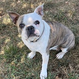 Mo - Boston Terrier