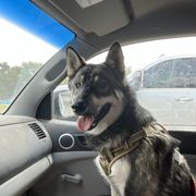 Kujo - Alaskan Klee Kai