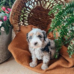 Clover - female Australian Mountain Doodle puppy in Tryon, North Carolina from Melrose Mountain Farm