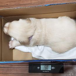 Golden Retriever Puppies from The Golden Court