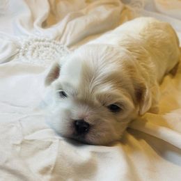 Shih Tzus from Shih Tzus Loved by Erica