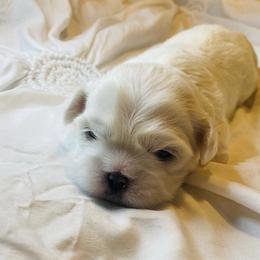 Shih Tzus from Shih Tzus Loved by Erica