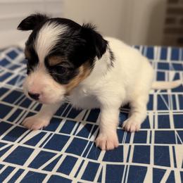 Ravyn's Girl 2 - White black and tan female Papillon puppy in Joshua, Texas from Summertime Kennels