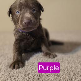 Female 2 - Chocolate female Labrador Retriever puppy in Anderson, Texas from TLS Retrievers