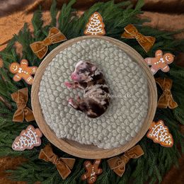 Banana - RMM - Red merle male Miniature Australian Shepherd puppy in Oklahoma City, Oklahoma from Outland Toy & Mini Aussies