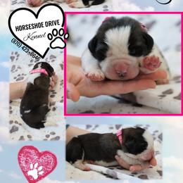 Mary - Brown and white female Saint Bernard puppy in Green Forest, Arkansas from Horseshoe Drive Kennel