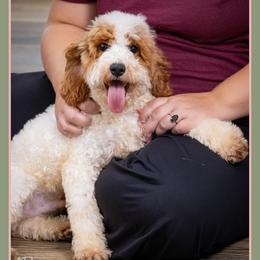 RJ - Red and white male Cockapoo puppy in Connersville, Indiana from Deaz Doodle Ranch