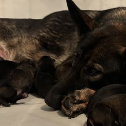 German Shepherds from Jagermeister German Shepherds