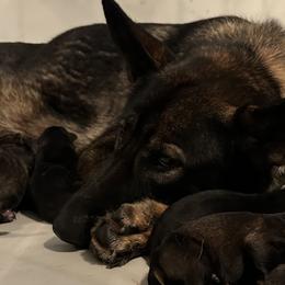 German Shepherds from Jagermeister German Shepherds
