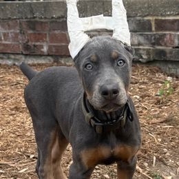 Violet - Blue and rust female Doberman Pinscher puppy in Brookfield, Wisconsin from Haus of Hound