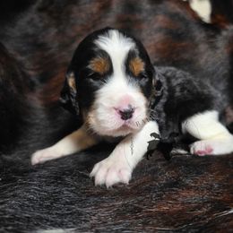Poppy - Black white and tan female English Springer Spaniel puppy in Pierz, Minnesota from Raven Ridge Springers