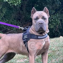 Gianni - Cane Corso