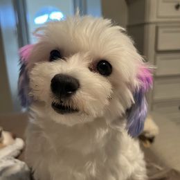 Everly - Maltese
