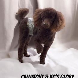 Glory - Poodle