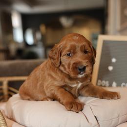 Pink Charm - Red  female Goldendoodle puppy in Chicago, Illinois from Dos&CoKennels