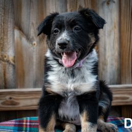Deceit - female Sporty Mix puppy in Oshkosh, Wisconsin from Turbo Border Collies & Sporty Companion Crosses
