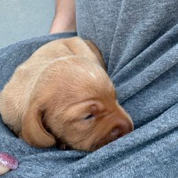 Girl 1 - Chocolate female Dachshund puppy in Mobile, Alabama from Lady and the Tramp Dachshunds