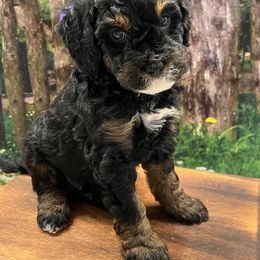 Bernedoodle and Goldendoodle Puppies from Gracie's Goldendoodles and Bernedoodles