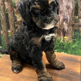 Bernedoodle and Goldendoodle Puppies from Gracie's Goldendoodles and Bernedoodles