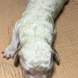 Boy 6 - Cream male Poodle puppy in Mountain View, Arkansas from Ramer’s Spring Poodles