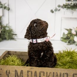 Goldendoodle and Labradoodle Puppies from Dessie's Doodles
