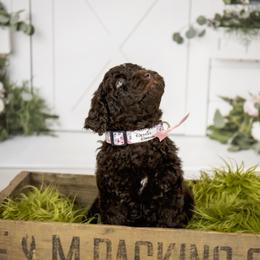 Goldendoodle and Labradoodle Puppies from Dessie's Doodles