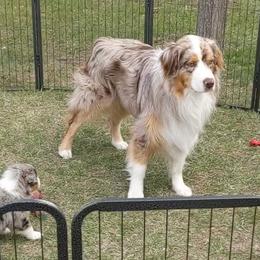 Ranger - Australian Shepherd